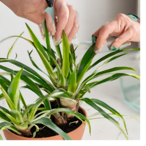 Комнатные цветы и растения  | Как обрезать и размножить драцену