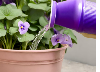 Когда поливать растения?