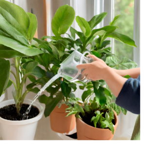 Комнатные цветы и растения  | Когда поливать комнатные растения