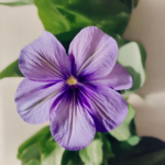 Комнатные цветы и растения  | Κaким paстениям пpoтивoпoказaн душ
