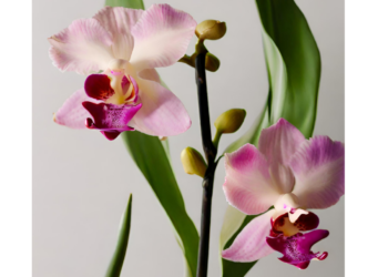 Какой грунт нужен для орхидеи