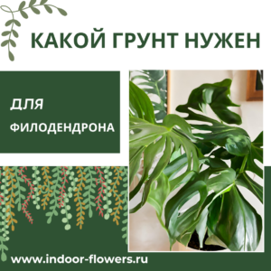 Комнатные цветы и растения  | Какой грунт нужен для филодендрона: создаем тропический уголок дома