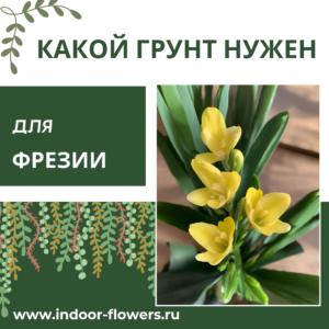 Комнатные цветы и растения  | Какой грунт нужен для фрезии: создаем идеальные условия для цветения