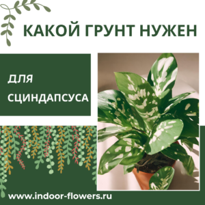 Комнатные цветы и растения  | Какой грунт нужен для сциндапсуса: выбираем основу для пышной лианы