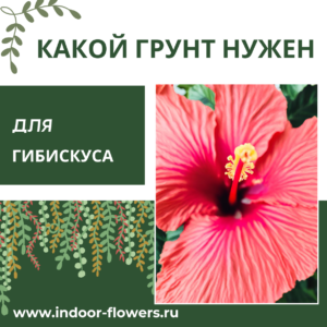 Комнатные цветы и растения  | Какой грунт нужен для гибискуса: создаем основу для пышного цветения