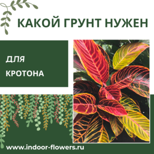 Комнатные цветы и растения  | Какой грунт нужен для кротона: создаем основу для яркой листвы