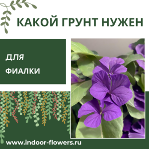 Комнатные цветы и растения  | Какой грунт нужен для фиалки: создаем идеальные условия для цветения