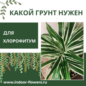 Комнатные цветы и растения  | Какой грунт нужен для хлорофитума: выбираем основу для зеленого водопада