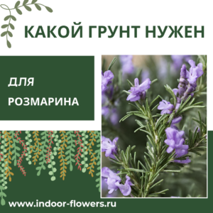 Комнатные цветы и растения  | Какой грунт нужен для розмарина: создаем идеальную среду для пряного аромата