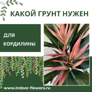 Комнатные цветы и растения  | Какой грунт нужен для кордилины?