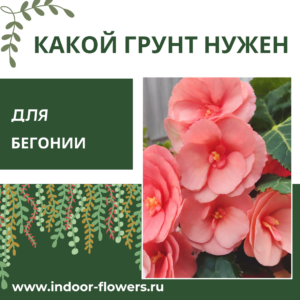 Комнатные цветы и растения  | Какой грунт нужен для бегонии