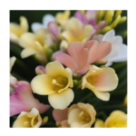 Комнатные цветы и растения  | Какой грунт нужен для филодендрона: создаем тропический уголок дома
