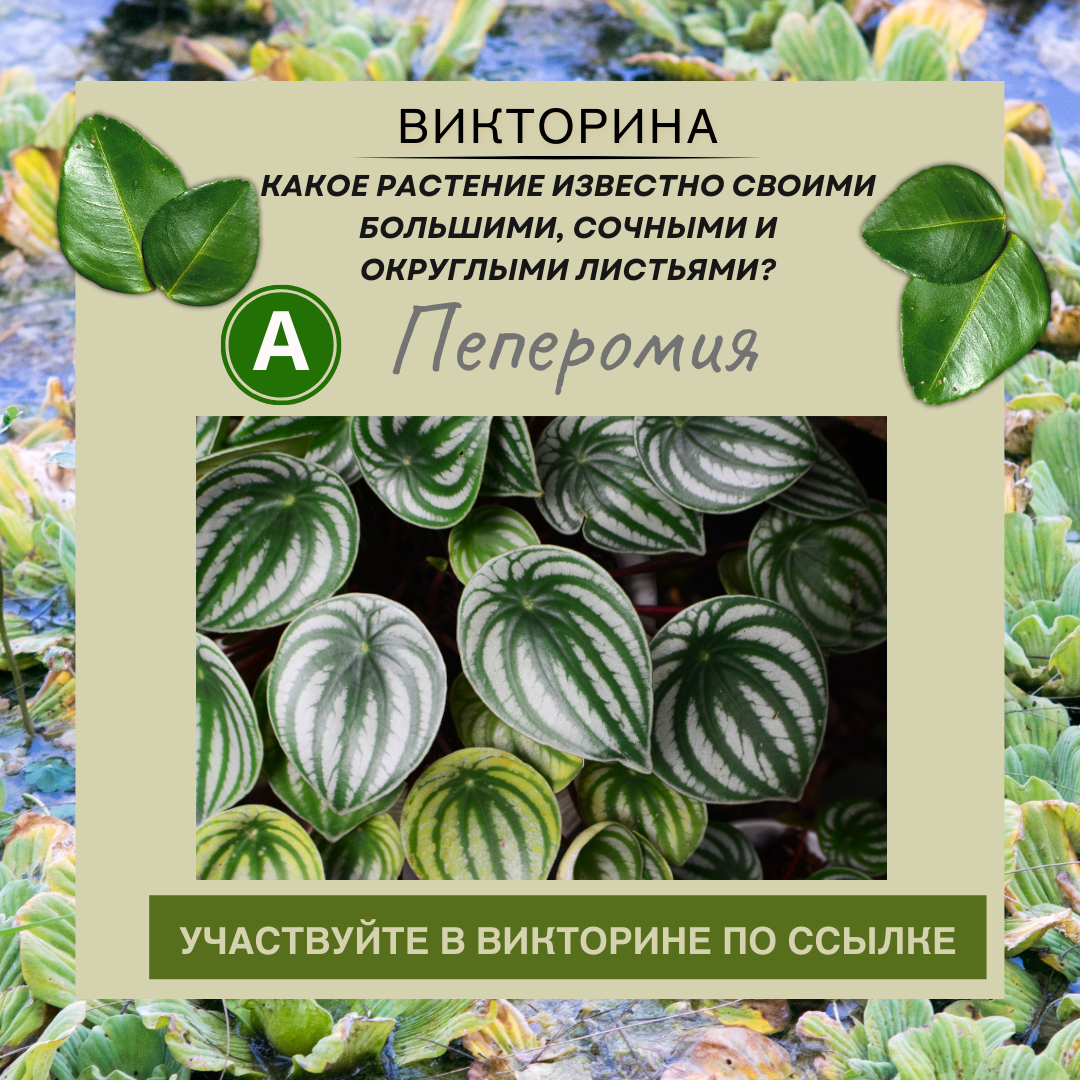 Какое растение известно своими большими, сочными и округлыми листьями?