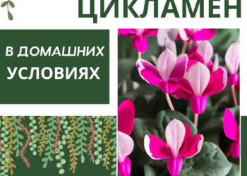 Цикламен в домашних условиях: волшебство цветения на вашем поддоконнике