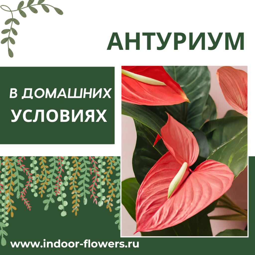 Антуриум в интерьере квартиры