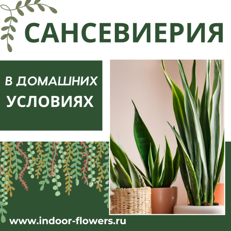 Сансевиерия в домашних условиях: зеленый друг, который всегда с вами ...