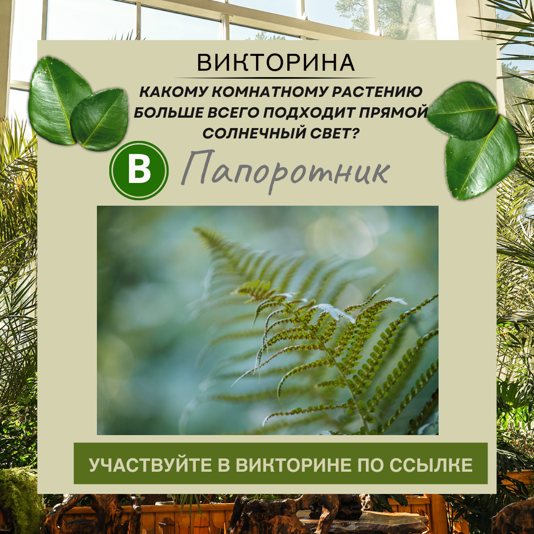 Какому комнатному растению больше всего подходит прямой солнечный свет?