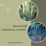 Комнатные цветы и растения  | Драцена: Уход в домашних условиях - тропический уголок в вашем доме