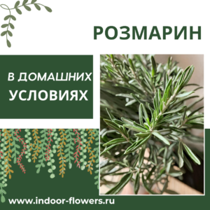 Комнатные цветы и растения  | Розмарин в домашних условиях: ароматный друг на подоконнике