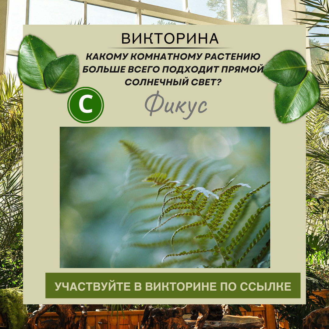 Какому комнатному растению больше всего подходит прямой солнечный свет?