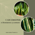 Комнатные цветы и растения  | Молочай: Уход в домашних условиях - экзотический друг для вашего дома