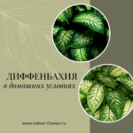 Комнатные цветы и растения  | Калатея в домашних условиях: тропическая дива в вашем доме