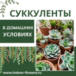 Комнатные цветы и растения  | Сингониум: Уход в домашних условиях - зеленая роскошь для вашего дома