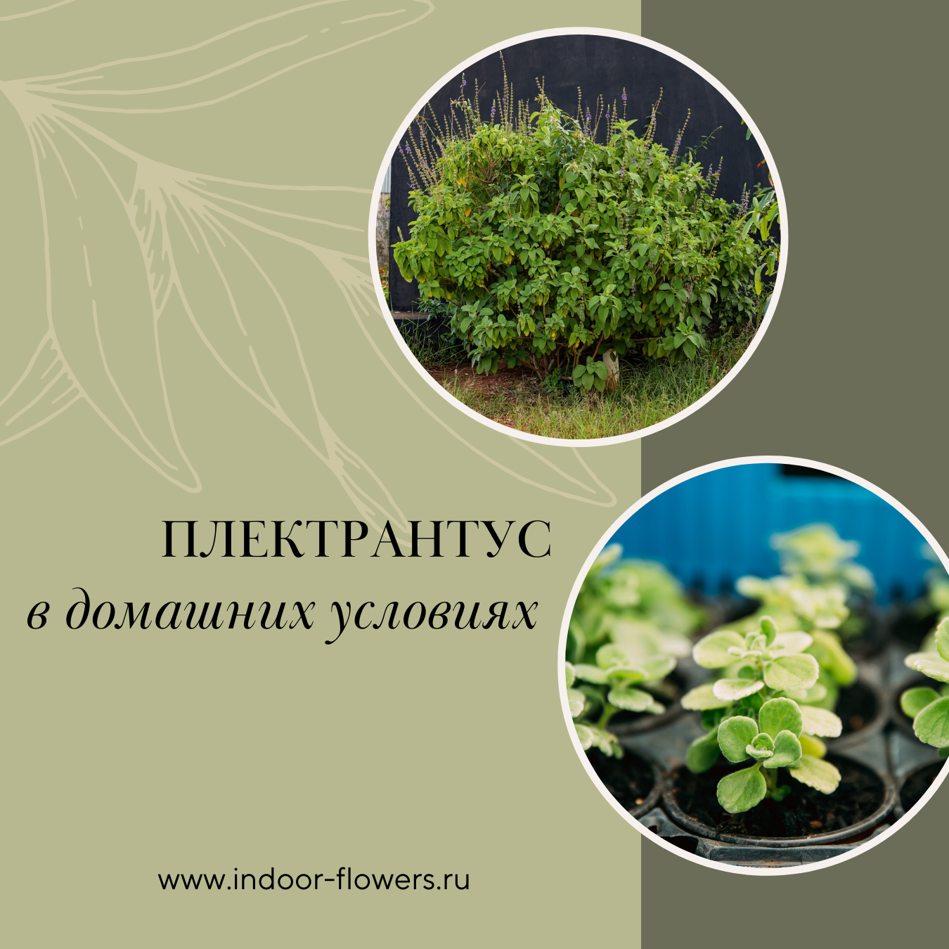 Сансевиерия в домашних условиях: зеленый друг, который всегда с вами ...