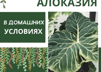 Алоказия в домашних условиях: тропическая красавица на вашем подоконнике