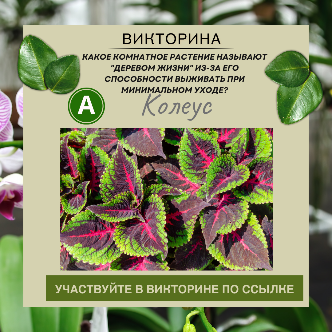 Какое комнатное растение называют "деревом жизни" из-за его способности выживать при минимальном уходе?