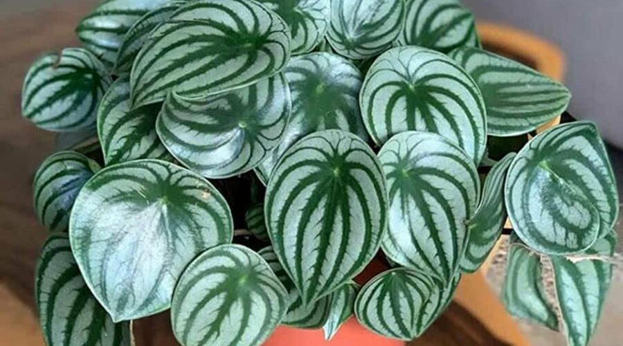 Комнатные цветы и растения  | Фото: Пеперомия Аргирея (арбузная) (Peperomia argyreia)