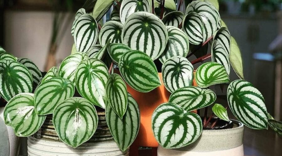 Комнатные цветы и растения  | Фото: Пеперомия Аргирея (арбузная) (Peperomia argyreia)