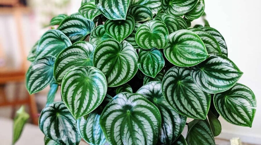 Комнатные цветы и растения  | Фото: Пеперомия Аргирея (арбузная) (Peperomia argyreia)