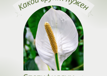 Спатифиллум. Какой грунт нужен?