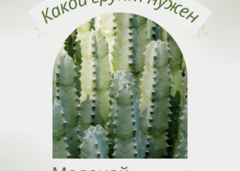 Молочай. Какой грунт нужен?