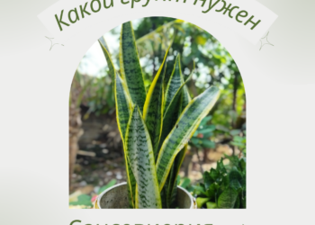 Сансевиерия. Какой грунт нужен?