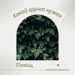 Комнатные цветы и растения  | Сингониум: Уход в домашних условиях - зеленая роскошь для вашего дома