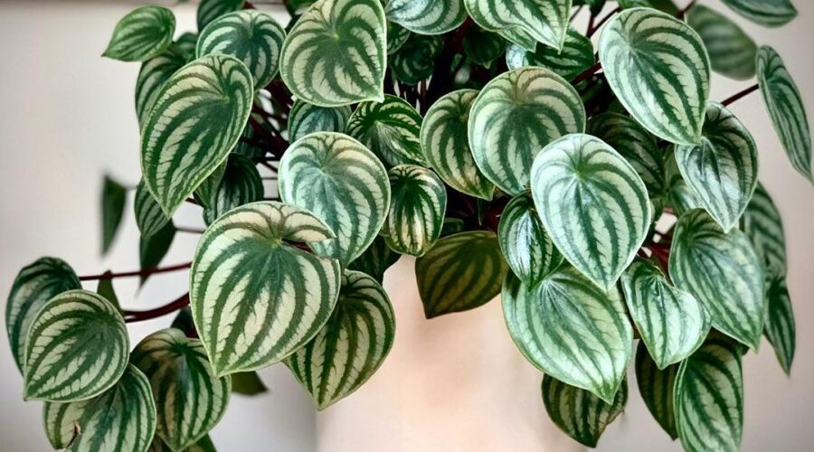 Комнатные цветы и растения  | Фото: Пеперомия Аргирея (арбузная) (Peperomia argyreia)