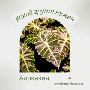 Алоказия. Какой грунт нужен? | Комнатные цветы и растения