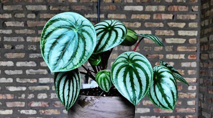 Комнатные цветы и растения  | Фото: Пеперомия Аргирея (арбузная) (Peperomia argyreia)