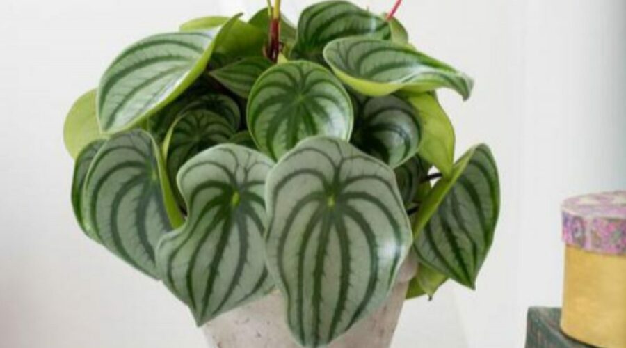 Комнатные цветы и растения  | Фото: Пеперомия Аргирея (арбузная) (Peperomia argyreia)