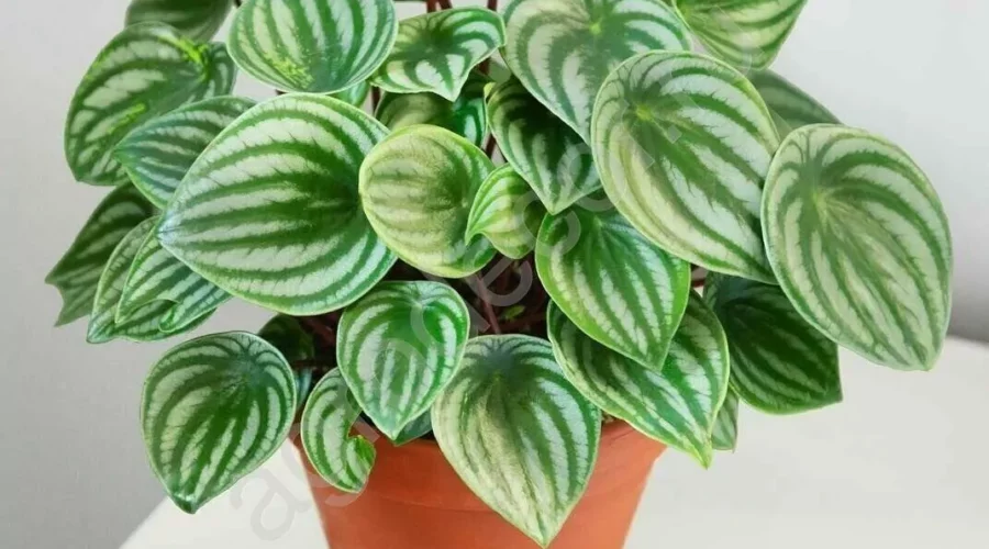 Комнатные цветы и растения  | Фото: Пеперомия Аргирея (арбузная) (Peperomia argyreia)