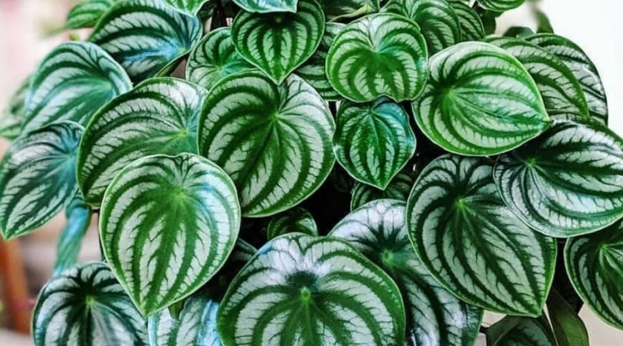 Комнатные цветы и растения  | Фото: Пеперомия Аргирея (арбузная) (Peperomia argyreia)