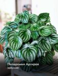 Комнатные цветы и растения  | Алое вера в домашних условиях: зеленый доктор, который всегда под рукой