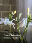 Комнатные цветы и растения  | Молочай в домашних условиях: экзотический гость на вашем подоконнике