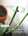 Комнатные цветы и растения  | Колеус в домашних условиях: яркие краски в вашем доме