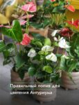 Комнатные цветы и растения  | Грунт для Гиппеаструма