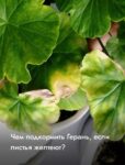 Комнатные цветы и растения  | Спатифиллум: Уход за тропическим чудом в домашних условиях