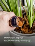 Комнатные цветы и растения  | Азалия: Уход в домашних условиях - яркий цветок, который покорит ваше сердце