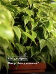 Комнатные цветы и растения  | Пеларгония в домашних условиях: яркие краски и нежный аромат